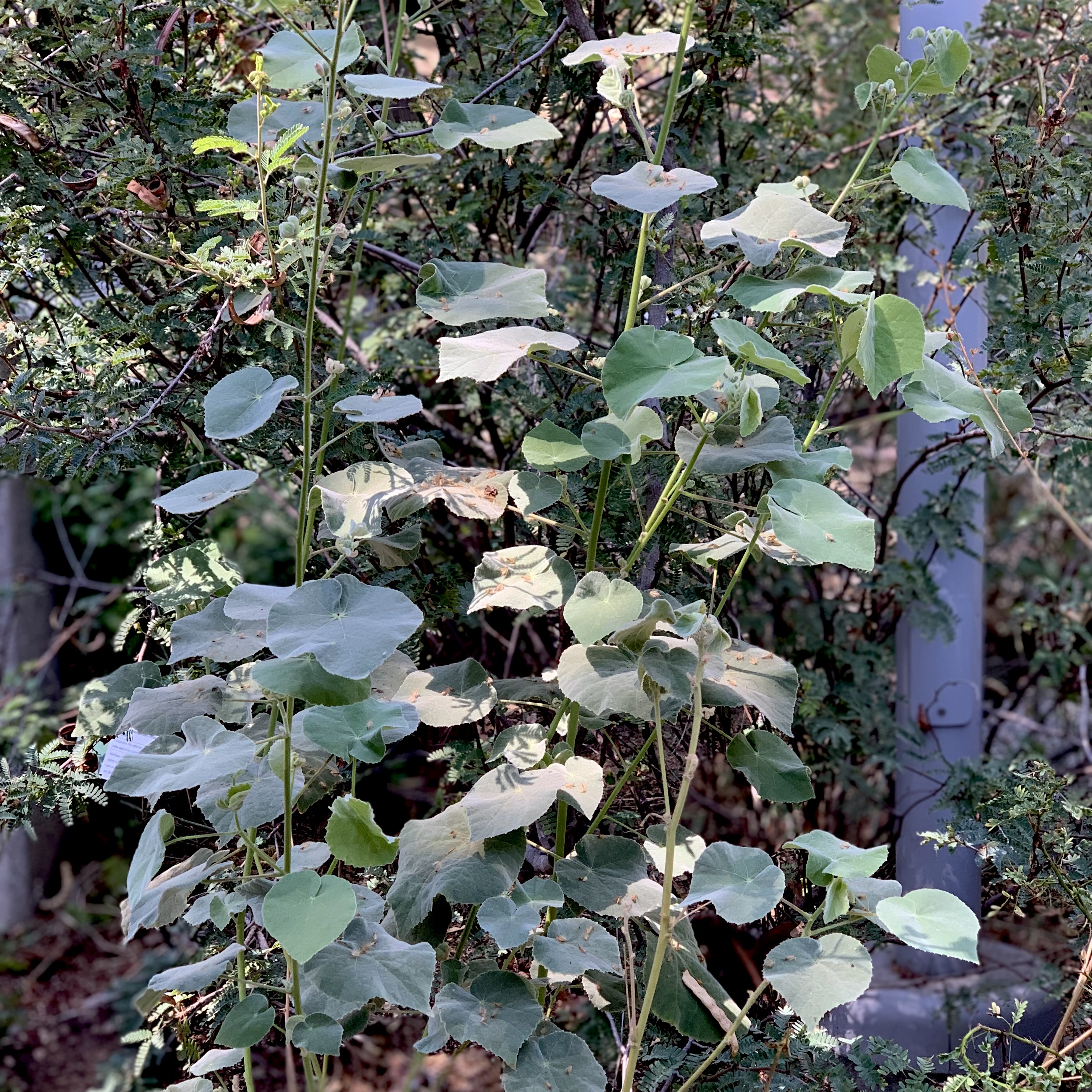 Photo of abutilon palmeri